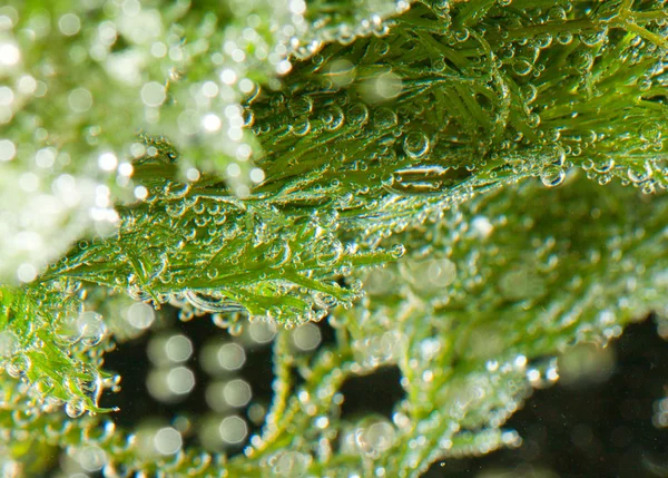 Пишні зелені водорості під водою — стокове фото