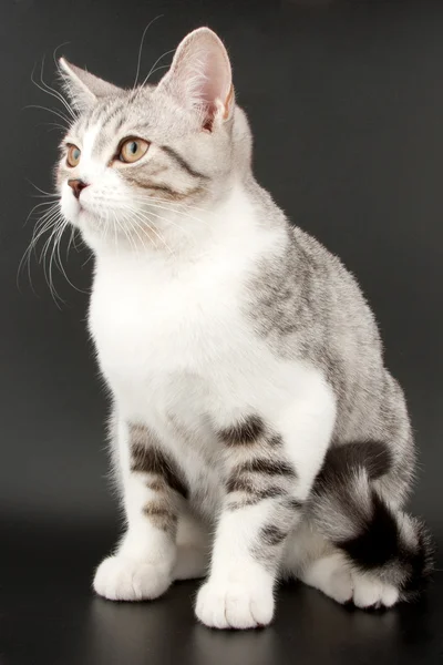 Pequeño gatito tabby — Foto de Stock