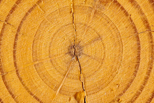 Nahaufnahme der Holzsektion — Stockfoto