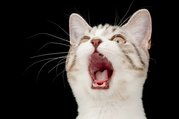 Křičí malá mourovatá kočičko — Stock fotografie