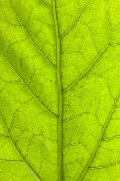 緑の葉の背景 — ストック写真