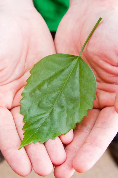 Groene blad in handen — Stockfoto