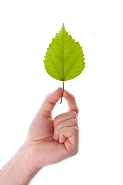 Groen blad in de hand — Stockfoto