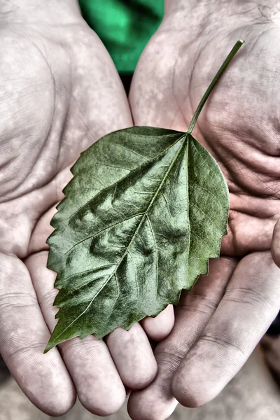 Folha verde nas mãos — Fotografia de Stock