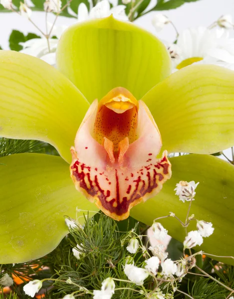 Exotic flower — Stock Photo, Image