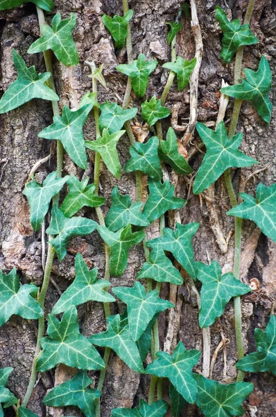 Ivy bladeren — Stockfoto