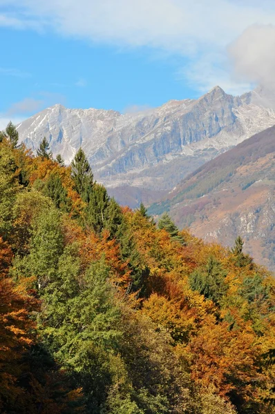 秋の木 ロイヤリティフリーのストック画像
