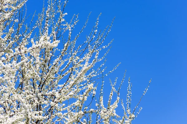 stock image Cherry tree