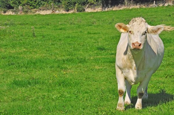 Jeune vache dans une prairie — Photo
