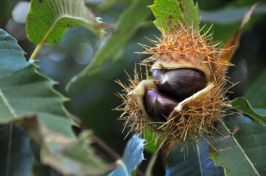 Chestnut tree in clipart