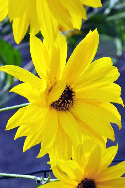 Yellow Daisies — Stock Photo, Image