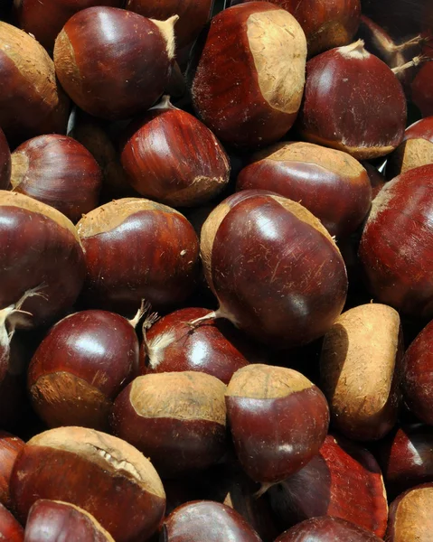 Chestnut reversed — Stock Photo, Image