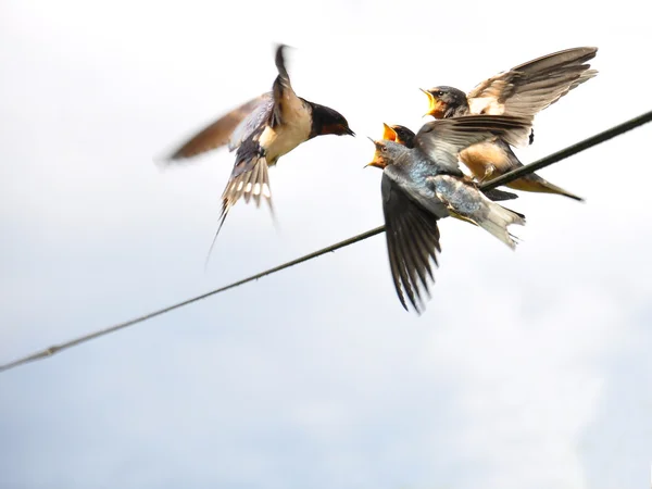 stock image The young swallows mouthful