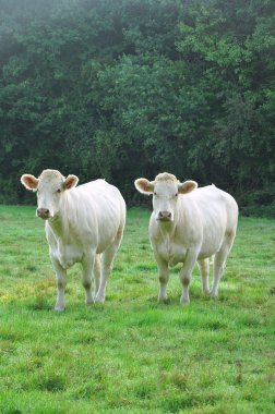 Young Charolais cows clipart