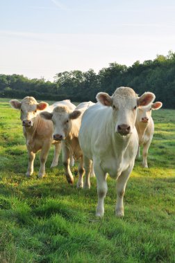 Young Charolais cows clipart