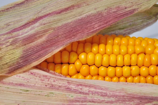 Стренд кукурудзи видно близько — стокове фото