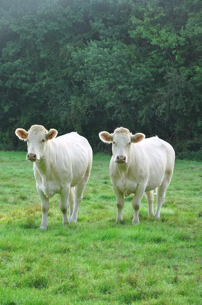 Jovens vacas Charolais — Fotografia de Stock