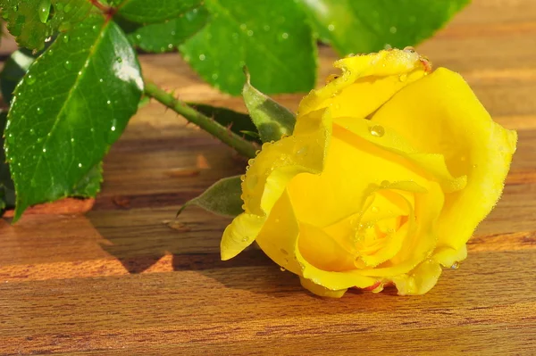 Rosa amarela recém-colhida — Fotografia de Stock