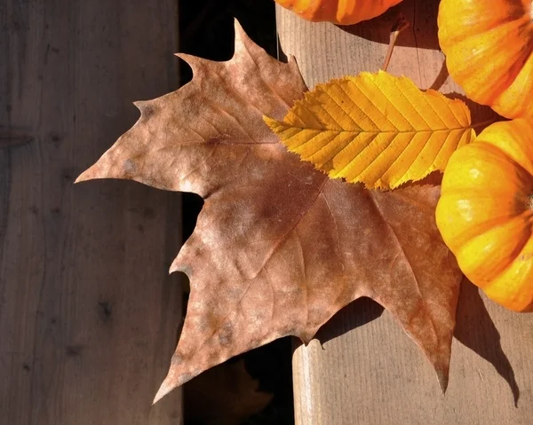 Bladen gula och bruna med pumpor — Stockfoto