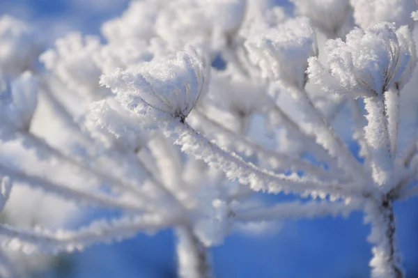 植物は霜で覆われて — ストック写真
