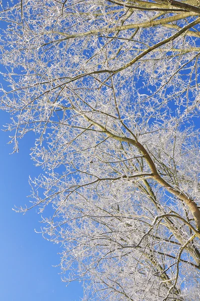 Branches couvertes de neige — Photo