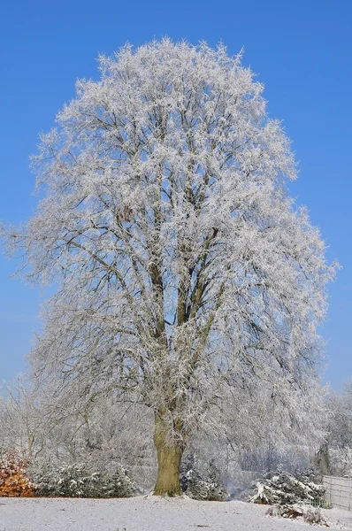 Büyük ağaç karla kaplı — Stok fotoğraf