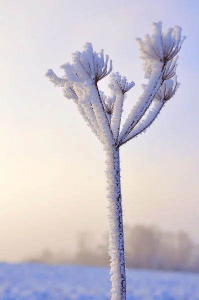 植物覆盖着霜 — 图库照片