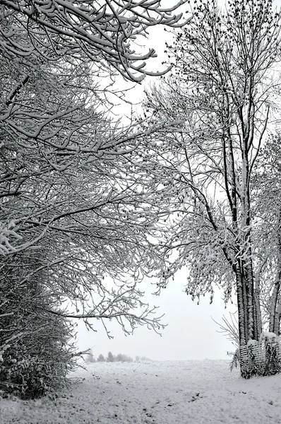 Träd täckta med snö — Stockfoto