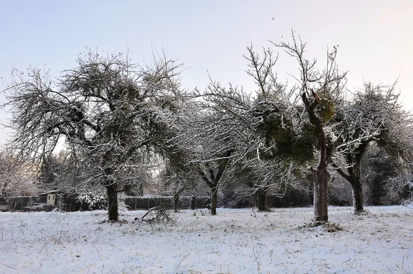 Alberi di mele nella neve — Foto Stock
