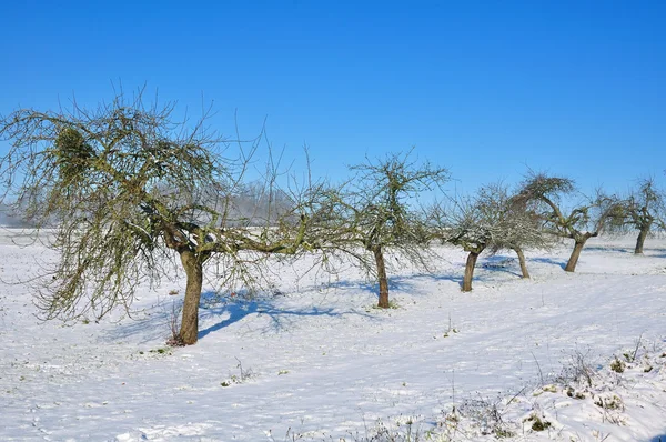 Apfelbäume im Schnee — Stockfoto
