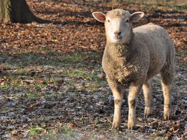 孤立した子羊 — ストック写真