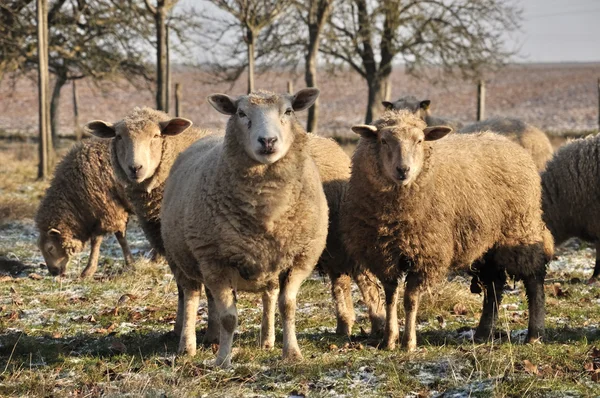 羊のグループ — ストック写真