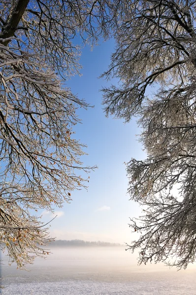 Branches rideaux donnant sur la brume du matin — Photo