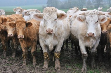 Charolais cows in their pasture with their calves clipart