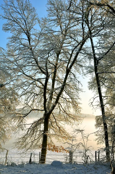 Tree Branches Backdrop Blue Sky Facing Morning Mist — Stock Photo, Image