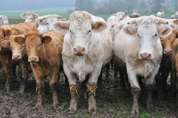 在他们与他们犊牛的牧场的夏洛来牛 — 图库照片