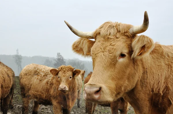 Horned cows — Stock Photo, Image