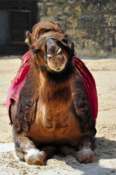 Camel deitado em um show — Fotografia de Stock