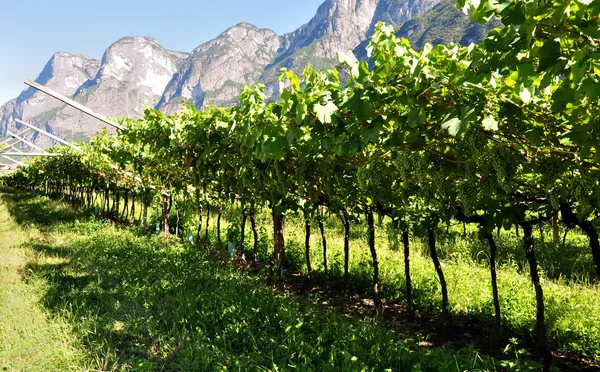 Eine Reihe Sonniger Weinberge Mit Blick Auf Die Berge Unter — Stockfoto