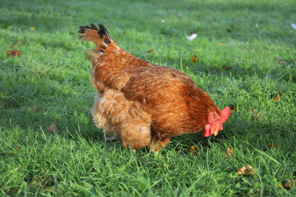 Red Hen Pecking Grass — Stock Photo, Image