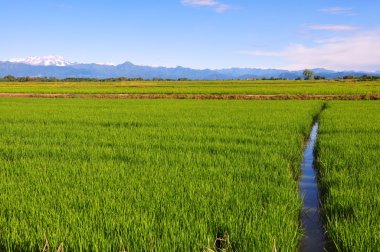 Irrigation canal traversing a rice fields clipart