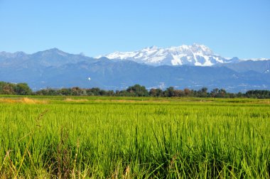 Paddy field at the foot of the mountains clipart