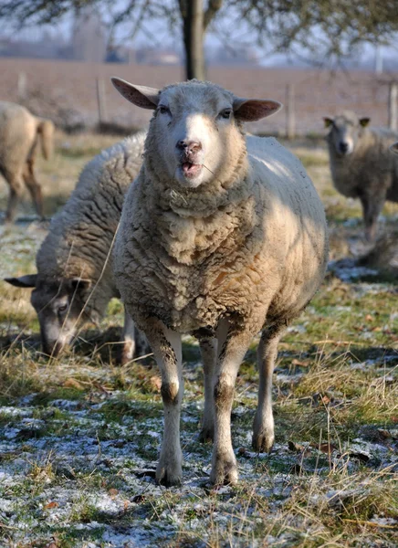 他の羊の前に正面から羊 — ストック写真