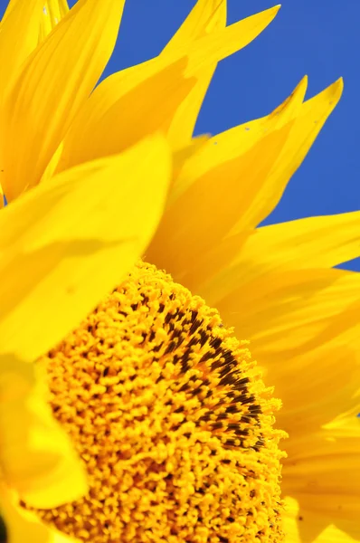 Herz Und Blütenblätter Der Sonnenblume Unter Blauem Himmel — Stockfoto