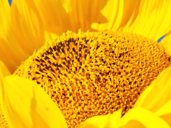 Sunflower hearts — Stock Photo, Image