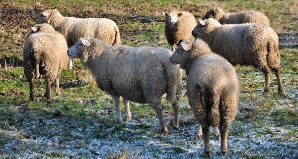 Schafgruppe Von Hinten Gesehen — Stockfoto