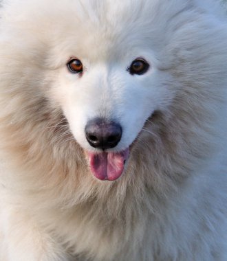 Bir beyaz Samoyed'ın kürkü yakın çekim