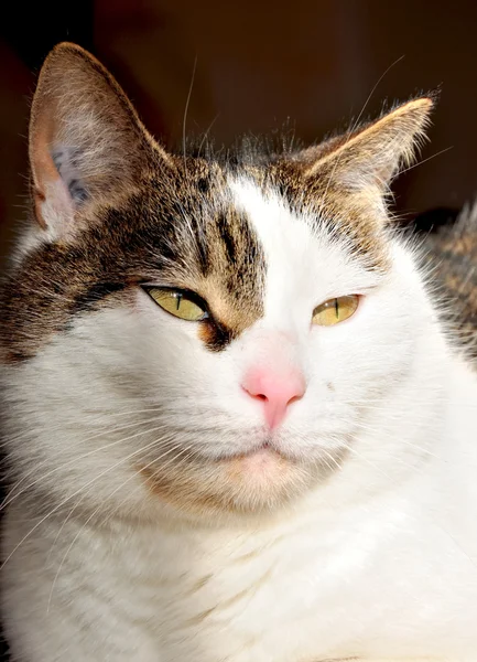 stock image Portrait of a cat