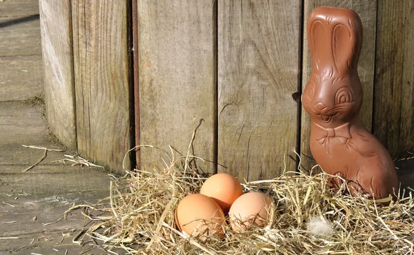 Шоколадный кролик и яйца — стоковое фото
