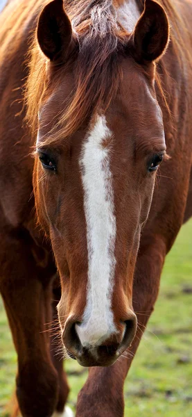 Портрет коня — стокове фото